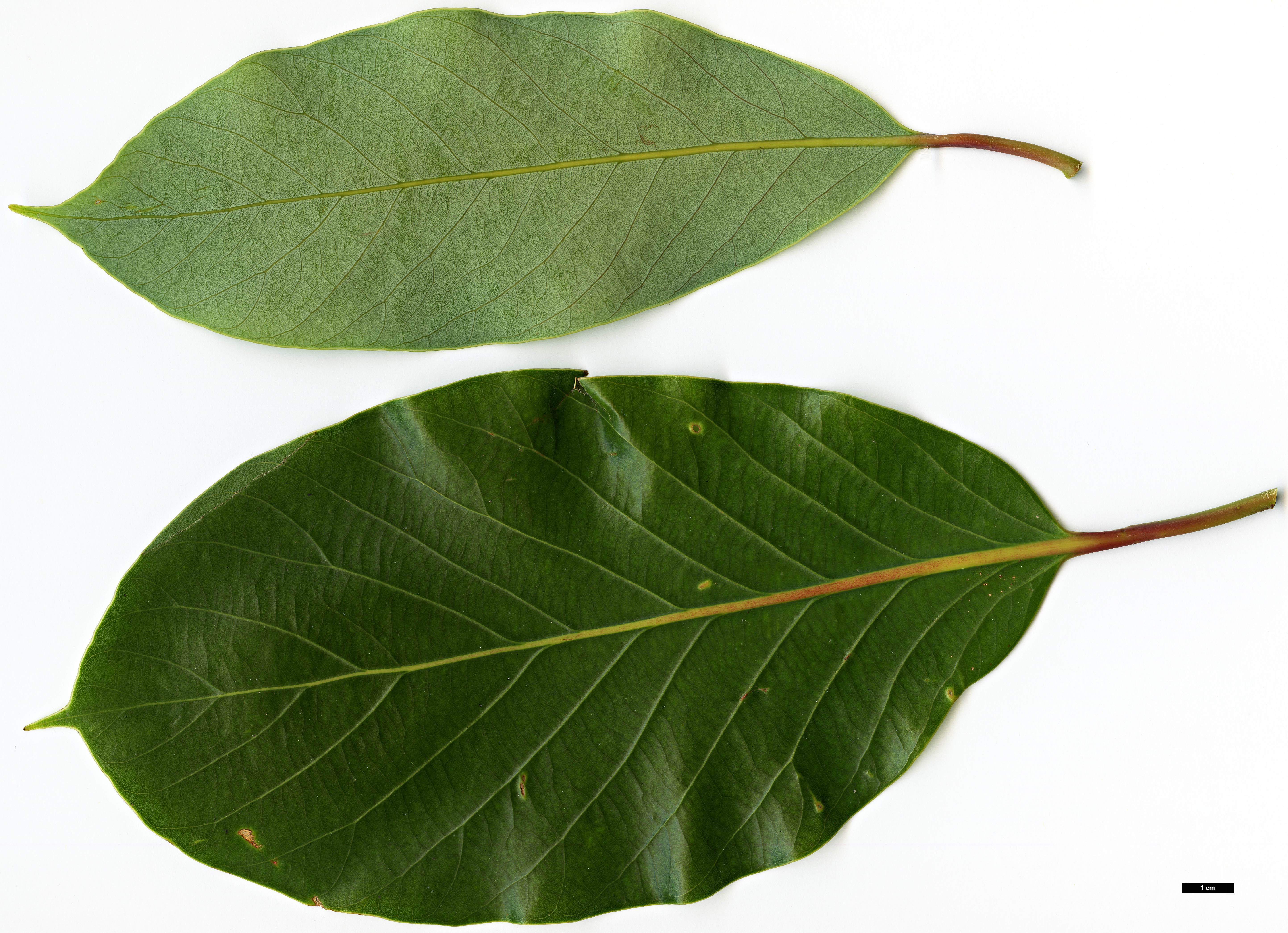 High resolution image: Family: Lauraceae - Genus: Alseodaphne - Taxon: cfr. utillis High resolution image: Family: Lauraceae - Genus: Alseodaphne - Taxon: cfr. utillis